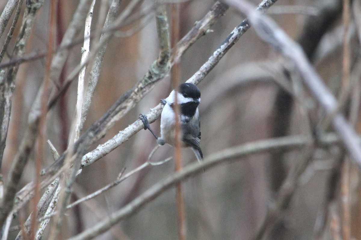 Black-capped Chickadee - ML623260184