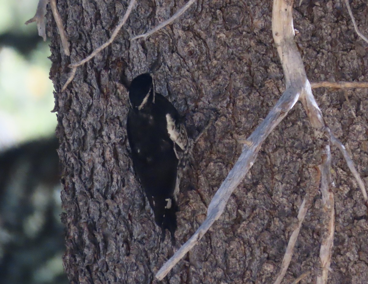 Black-backed Woodpecker - karen pinckard