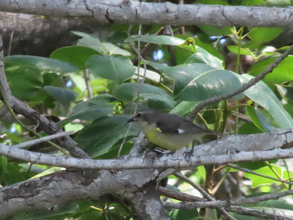 Bananaquit (Bahamas) - ML623260219