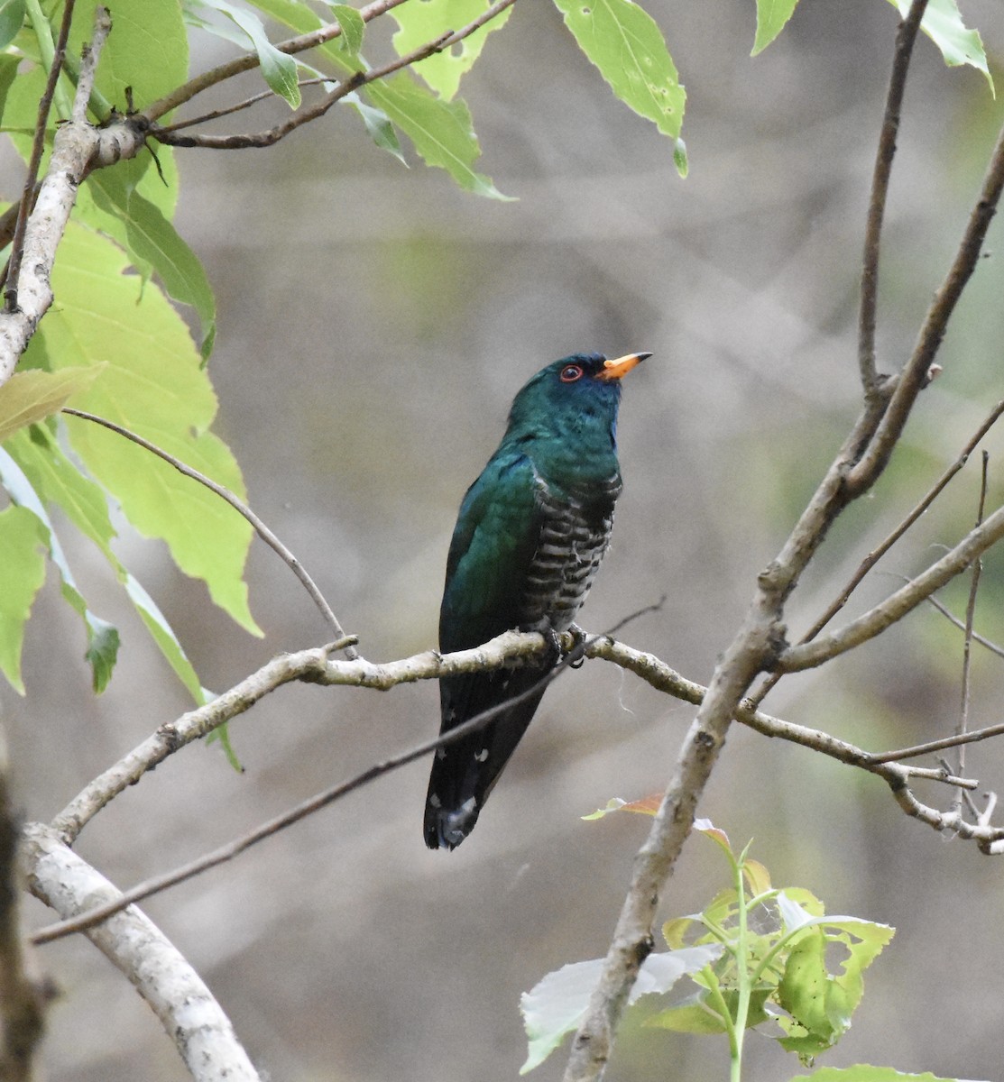 Asian Emerald Cuckoo - ML623260242