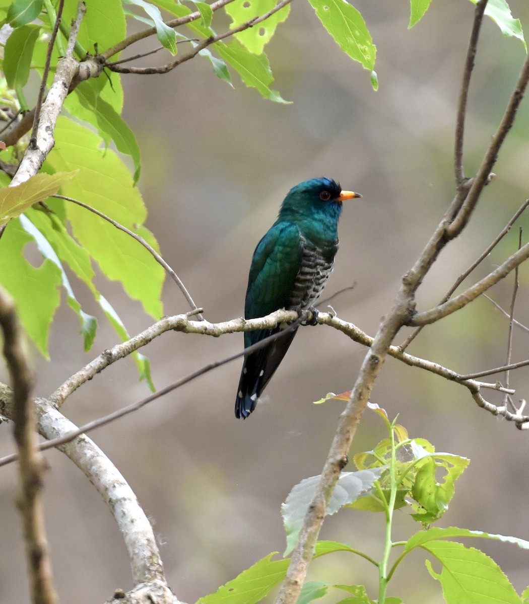 Asian Emerald Cuckoo - ML623260243