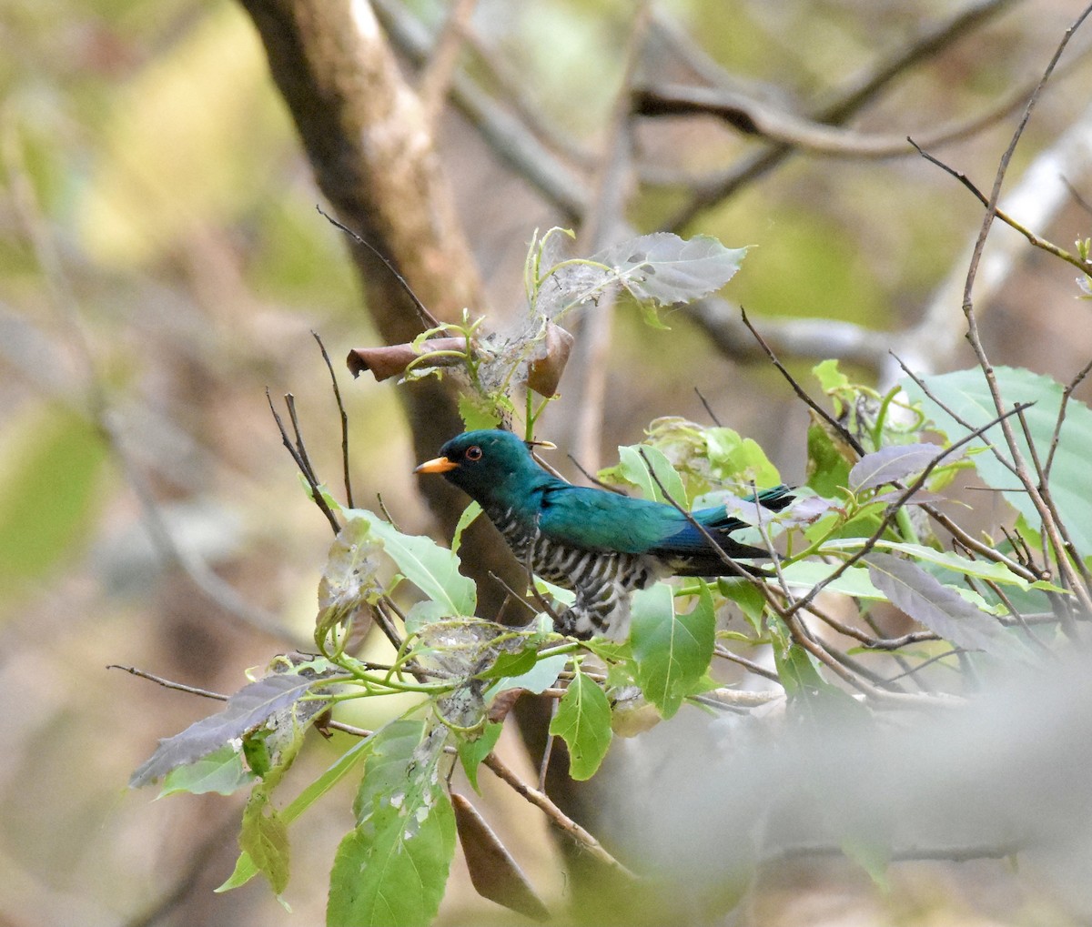 Asian Emerald Cuckoo - ML623260245