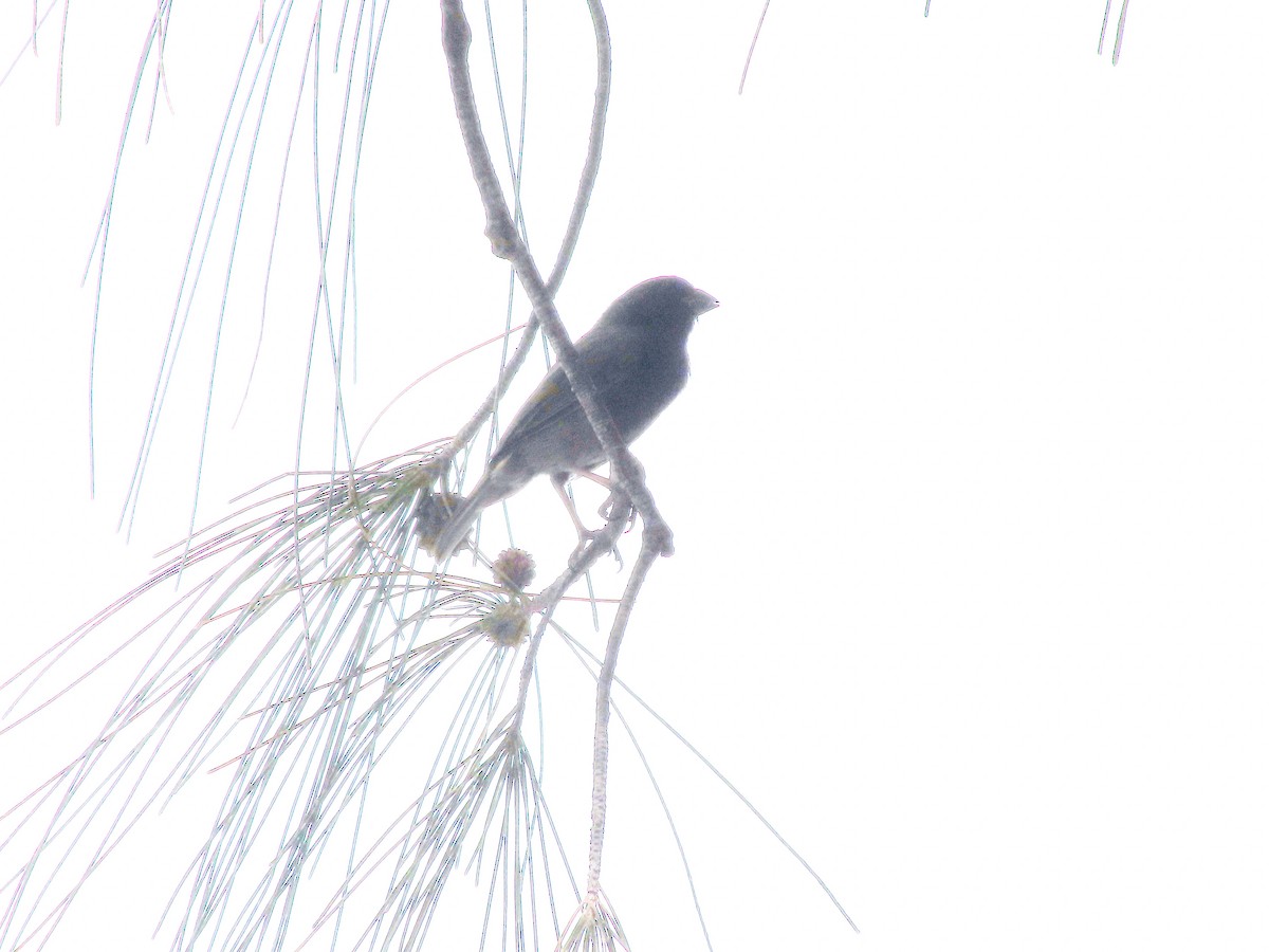 Black-faced Grassquit - ML623260258