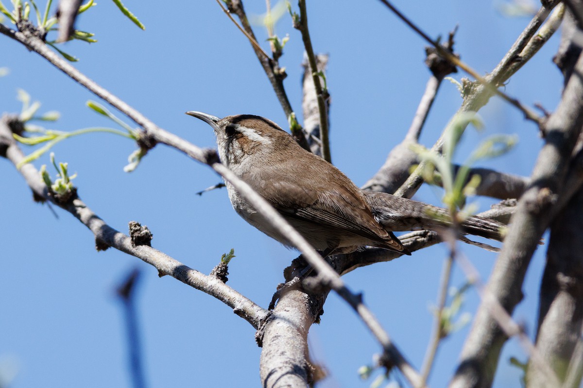 Bewick's Wren - ML623260311