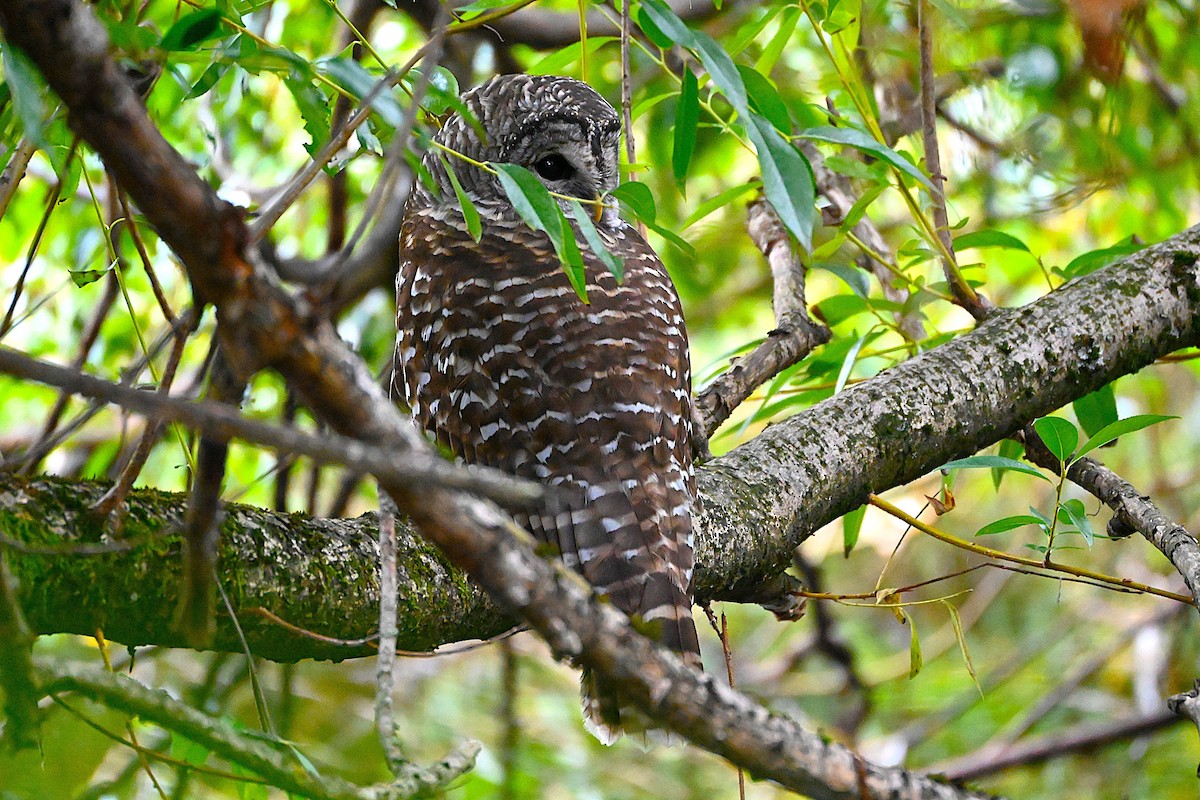 Barred Owl - ML623260313