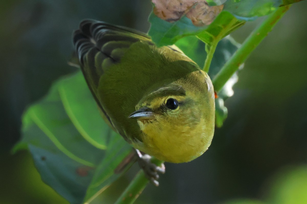 Tennessee Warbler - ML623260348