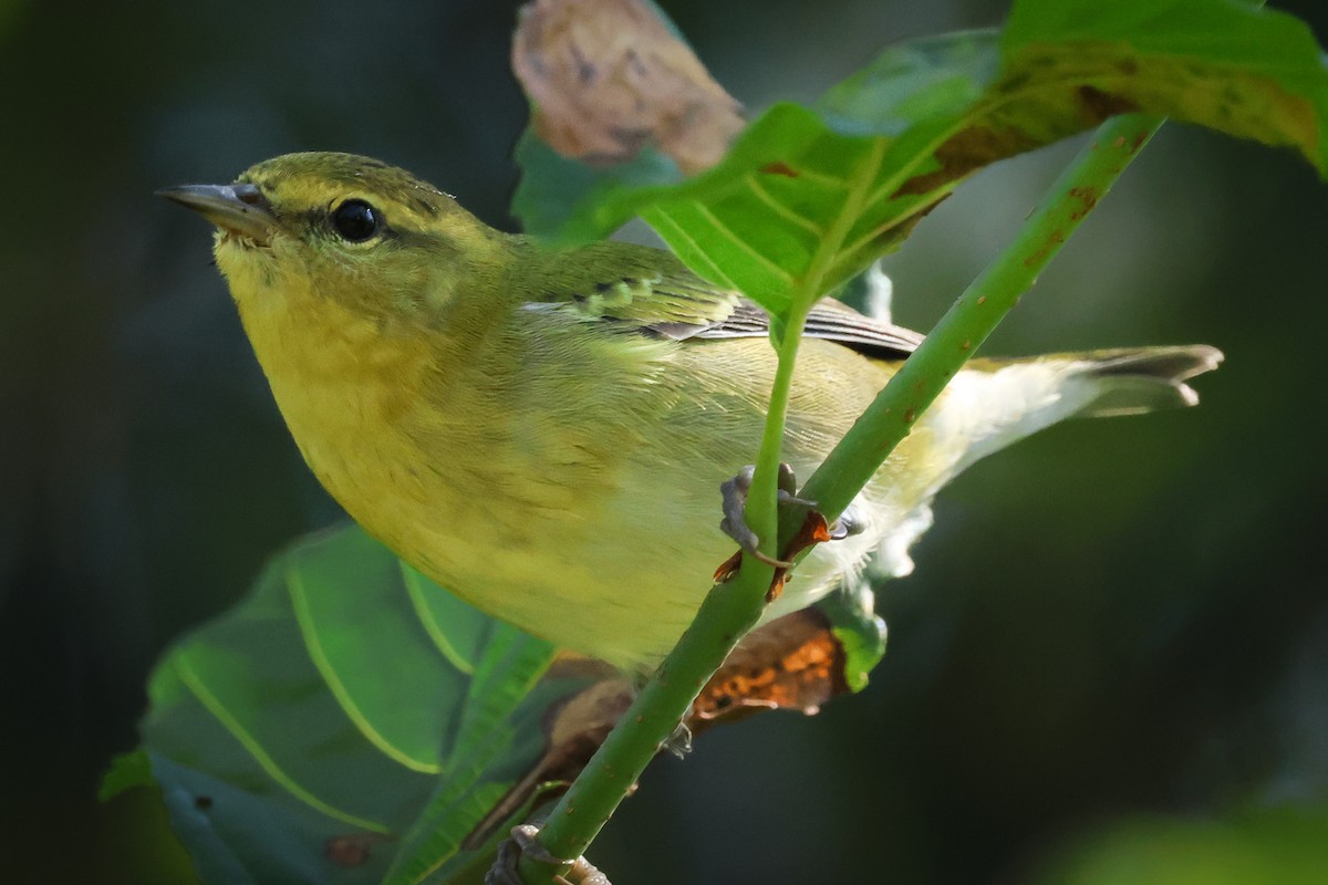 Tennessee Warbler - ML623260349