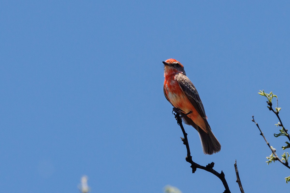 Vermilion Flycatcher - ML623260360