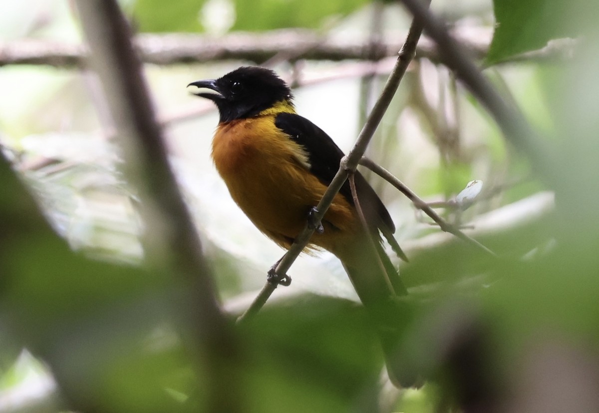 Fulvous Shrike-Tanager - ML623260383