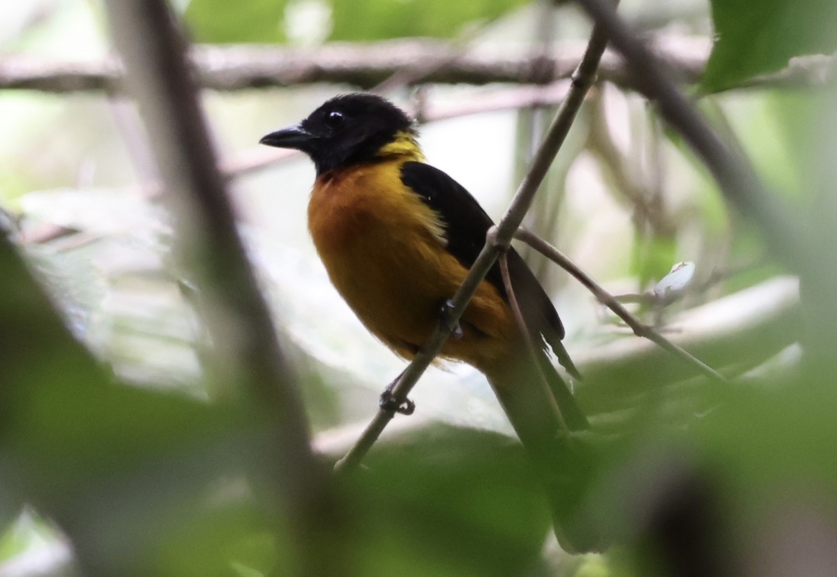 Fulvous Shrike-Tanager - ML623260384