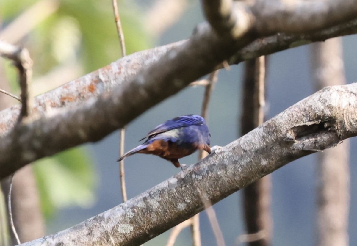 Opal-rumped Tanager - ML623260400