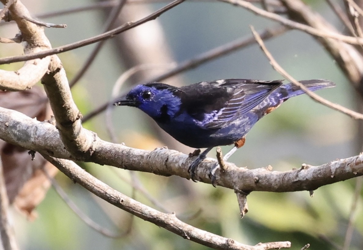 Opal-rumped Tanager - ML623260401