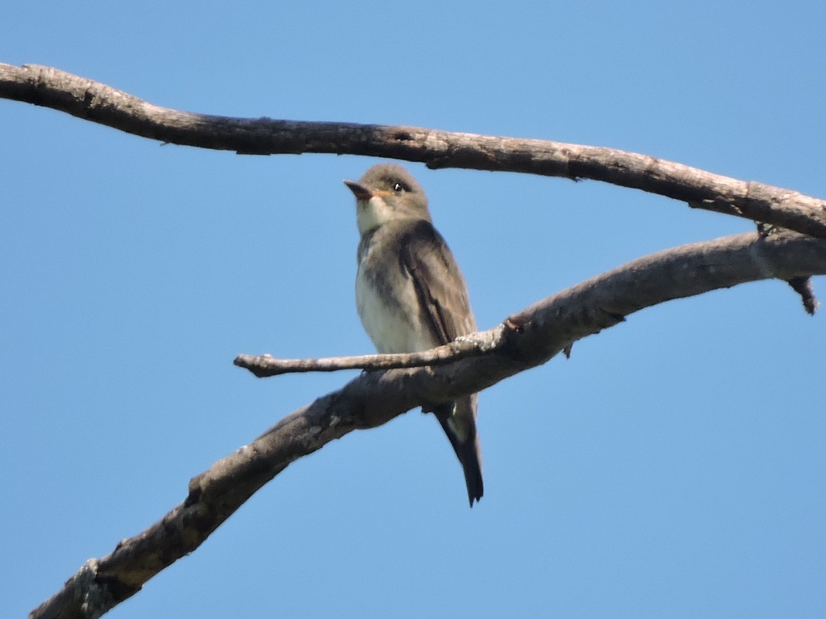 Olive-sided Flycatcher - ML623260466