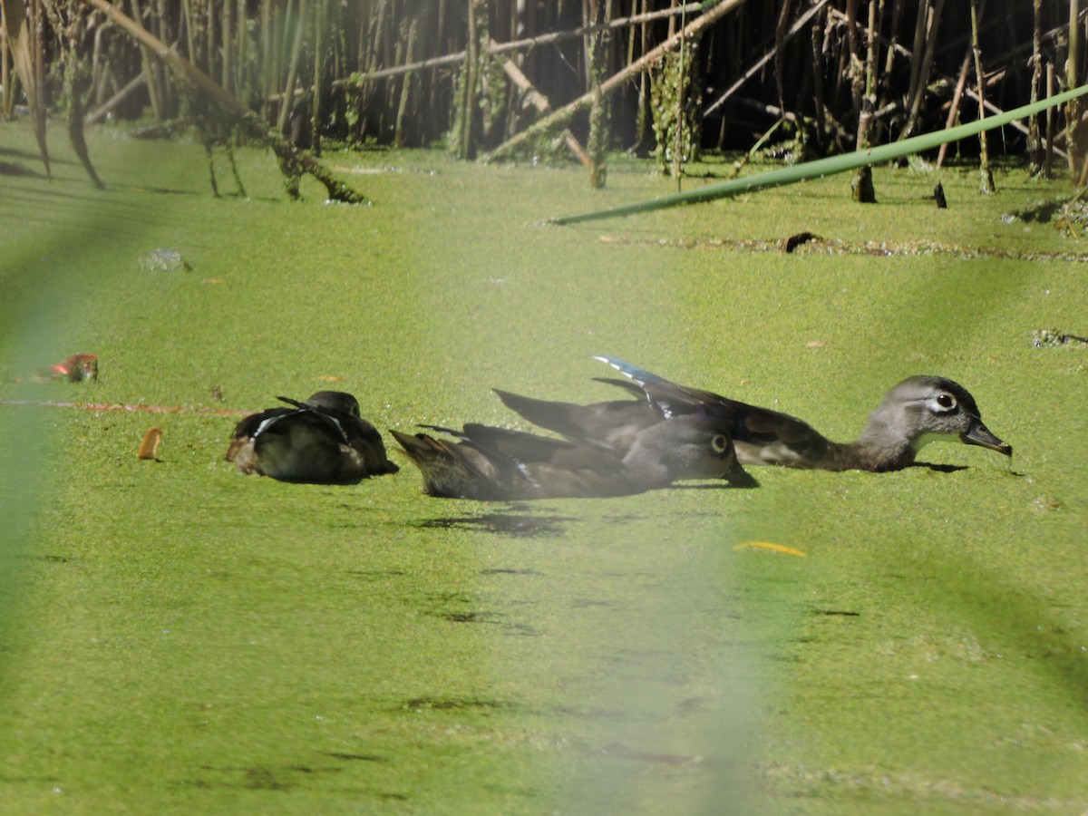 Wood Duck - ML623260488