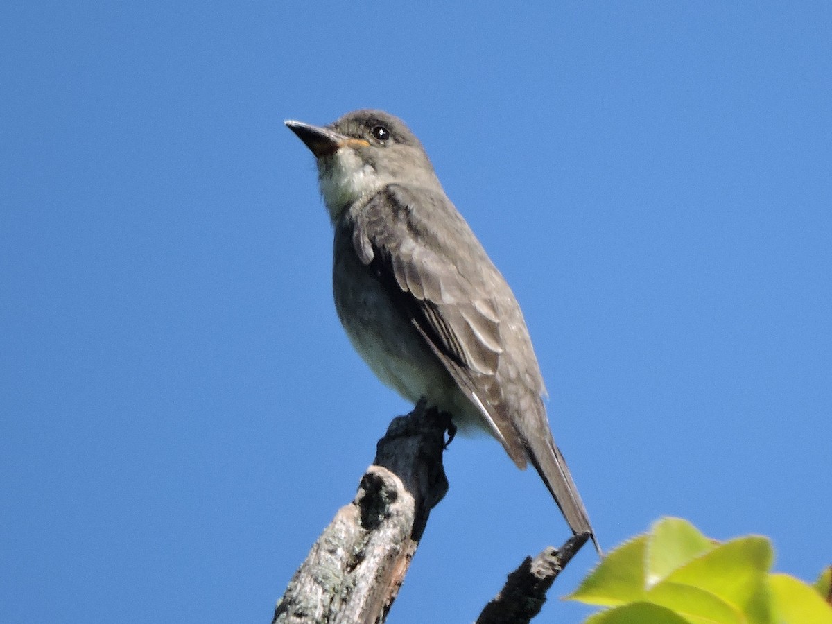 Olive-sided Flycatcher - ML623260513