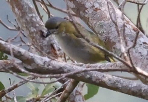 Golden-bellied Euphonia - ML623260550