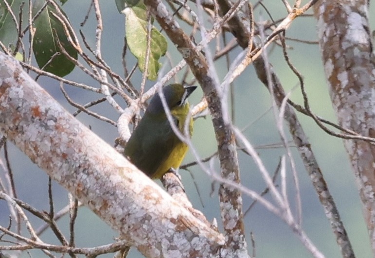 Golden-bellied Euphonia - ML623260551