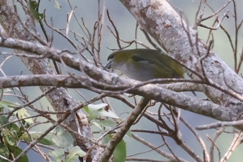 Golden-bellied Euphonia - ML623260552