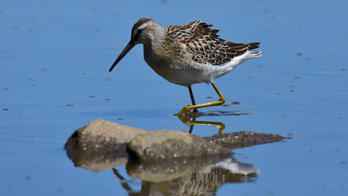 Bindenstrandläufer - ML623260594