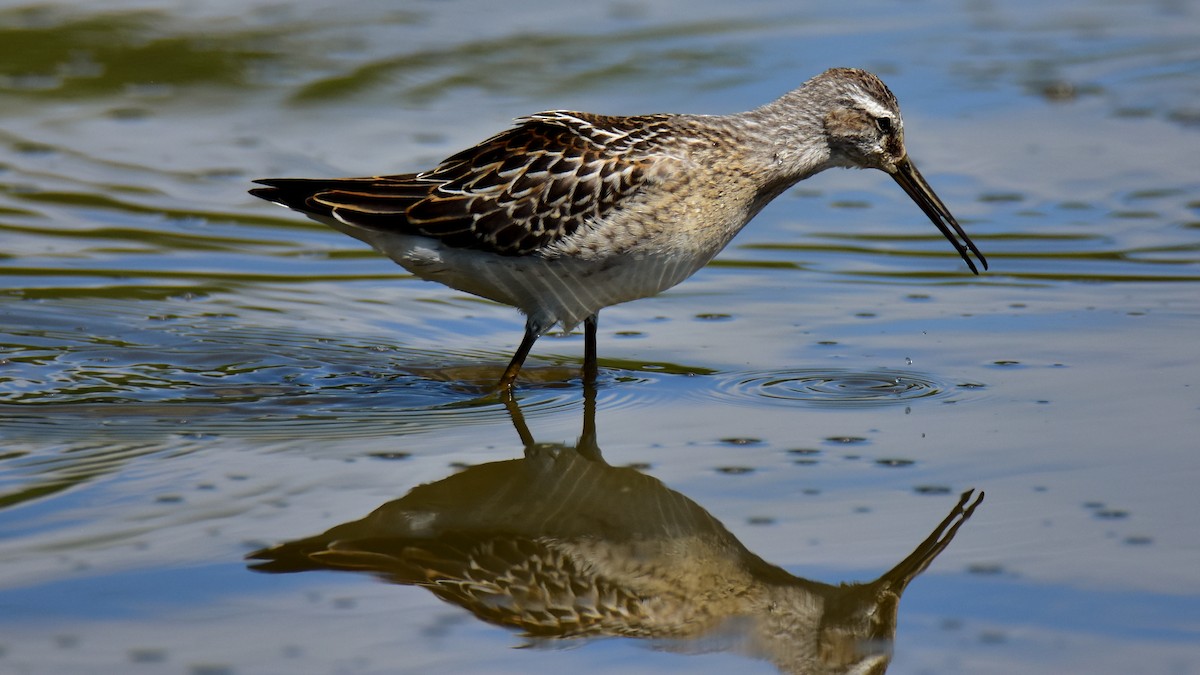 Bindenstrandläufer - ML623260595