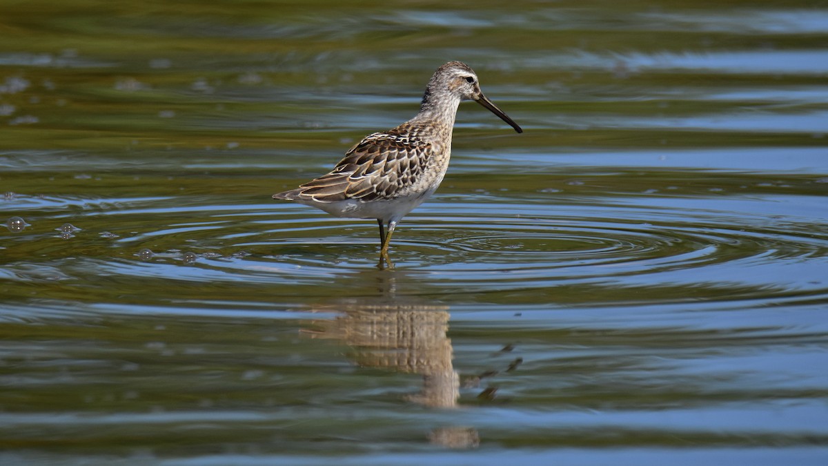 Bindenstrandläufer - ML623260596