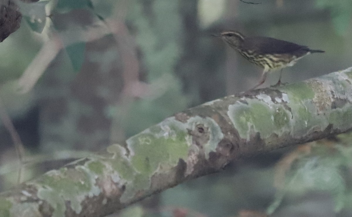 Northern Waterthrush - Rob Bielawski