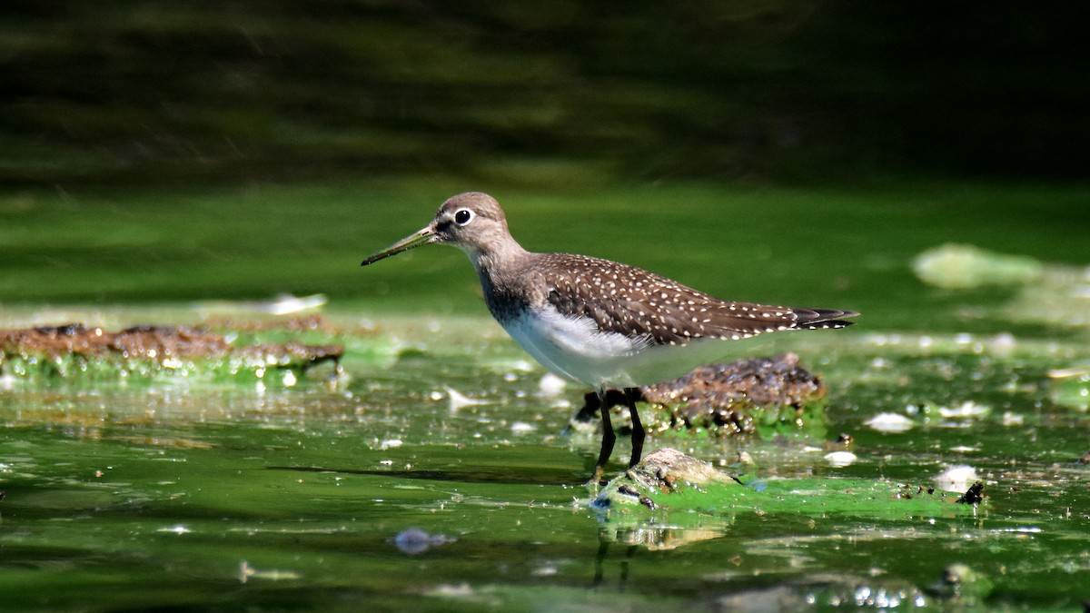 Einsiedelwasserläufer - ML623260641