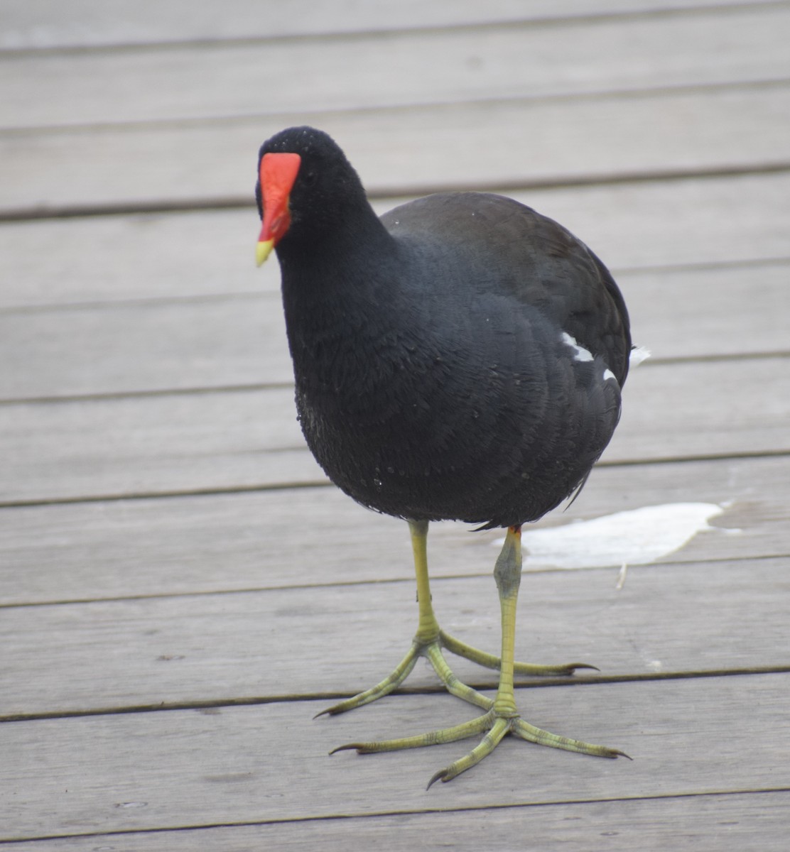 Common Gallinule (American) - ML623260749