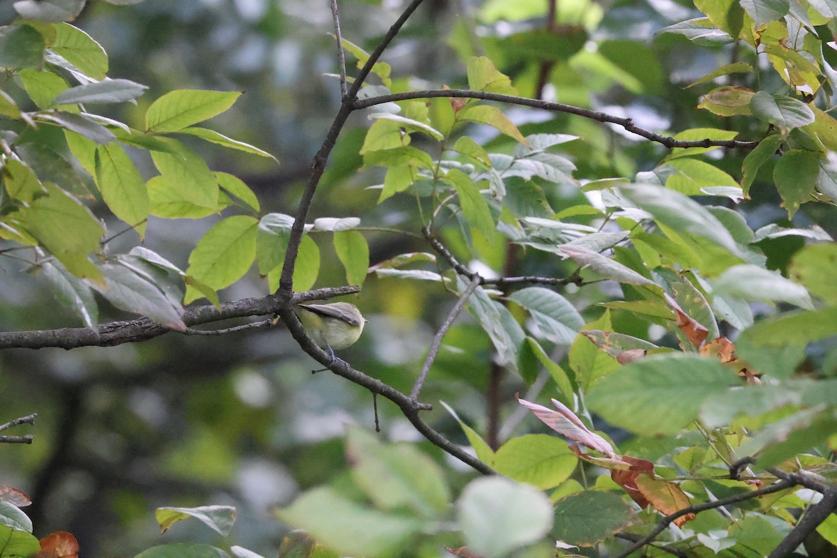 Philadelphia Vireo - ML623260763