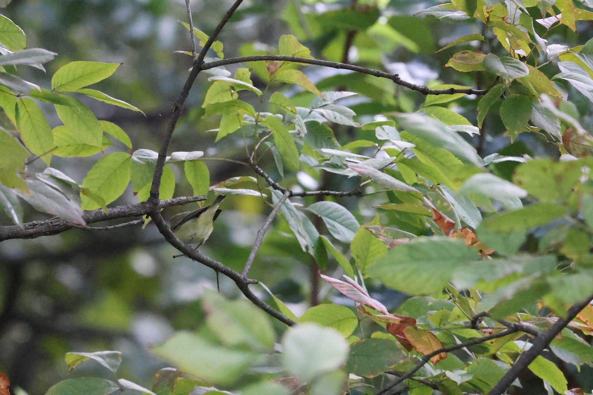 Philadelphia Vireo - ML623260764