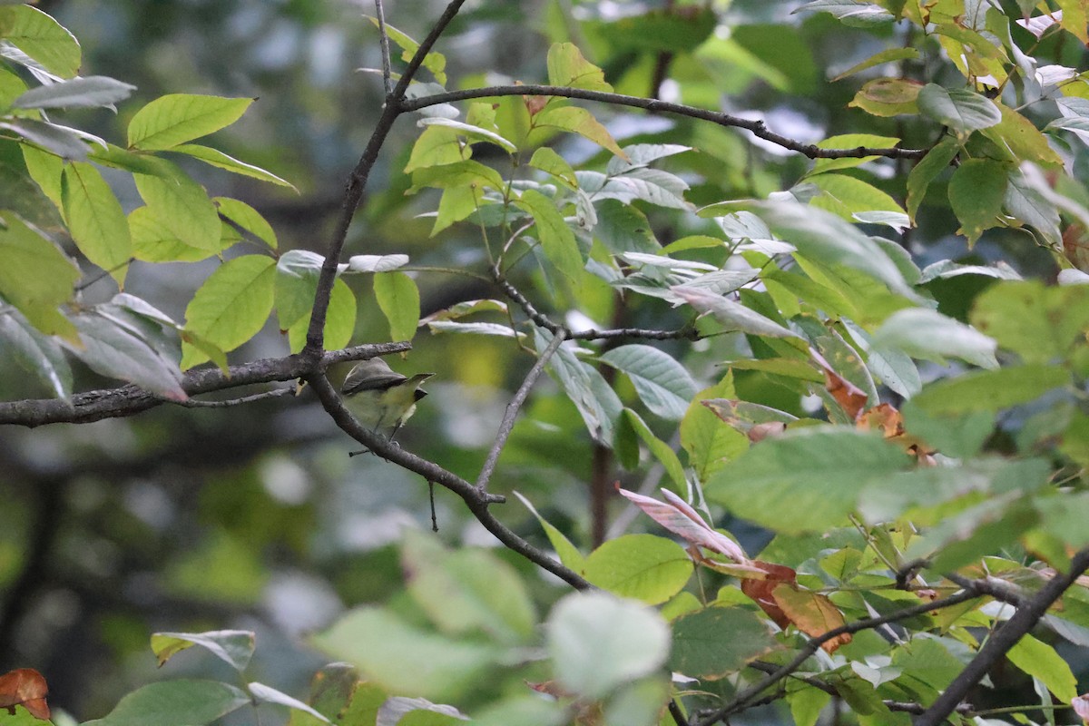 Philadelphia Vireo - ML623260765