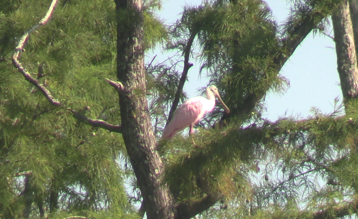 Roseate Spoonbill - ML623260786