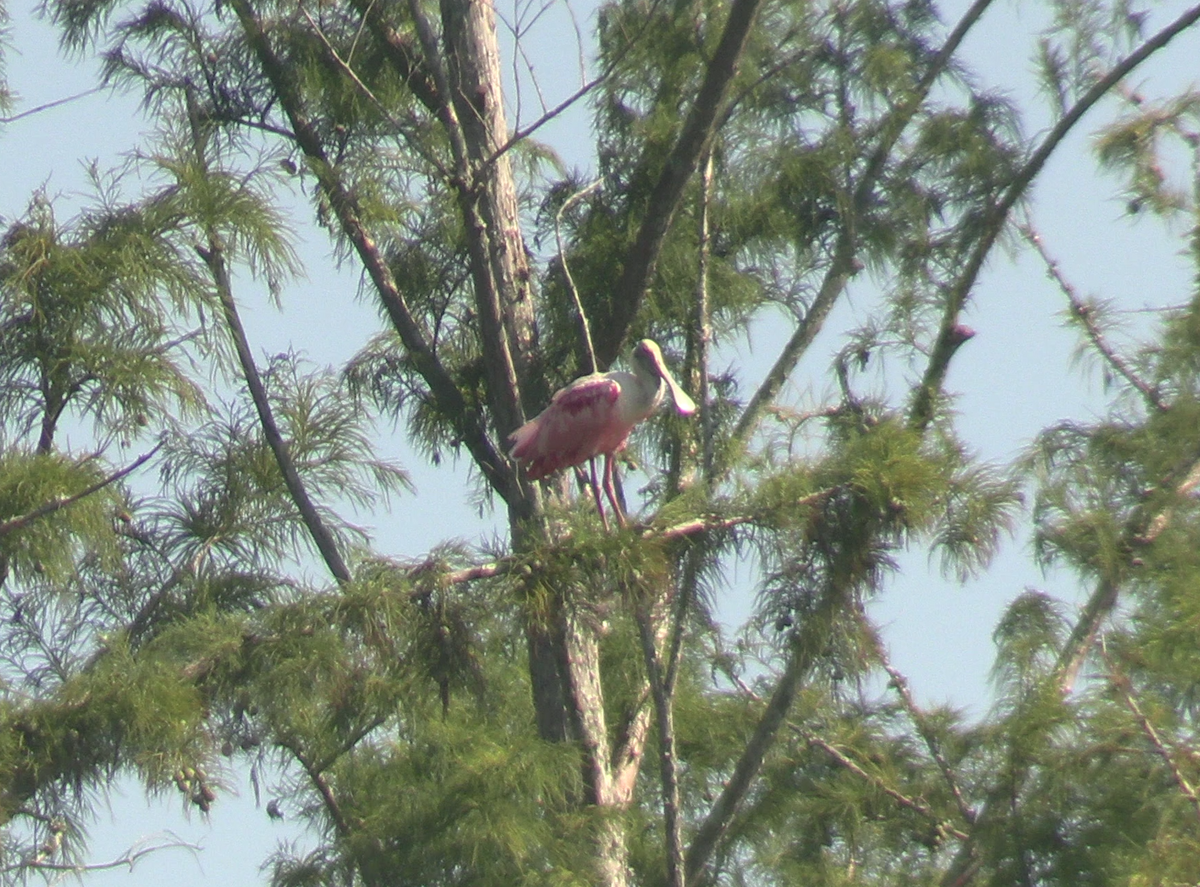 Roseate Spoonbill - ML623260787