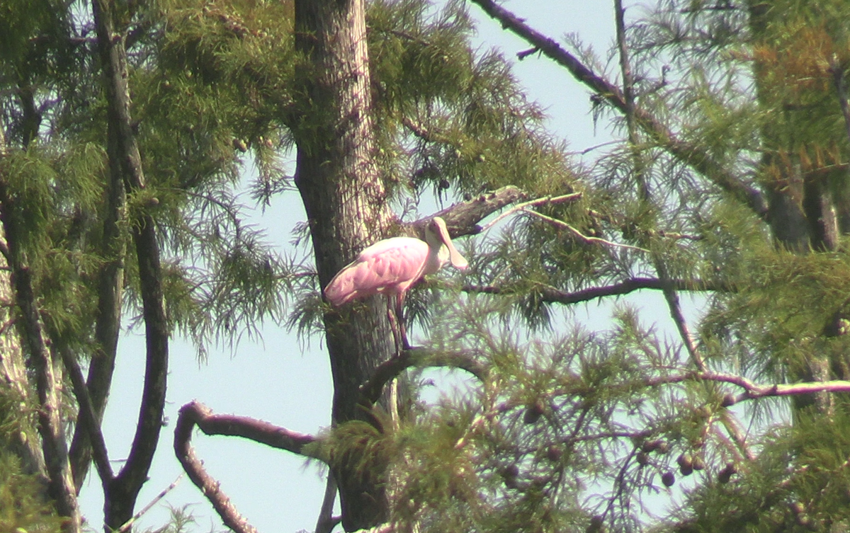 Roseate Spoonbill - ML623260788