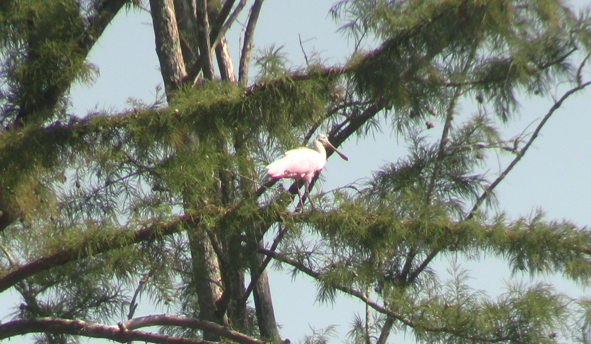 Roseate Spoonbill - ML623260789