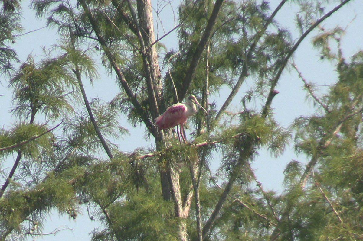 Roseate Spoonbill - ML623260790