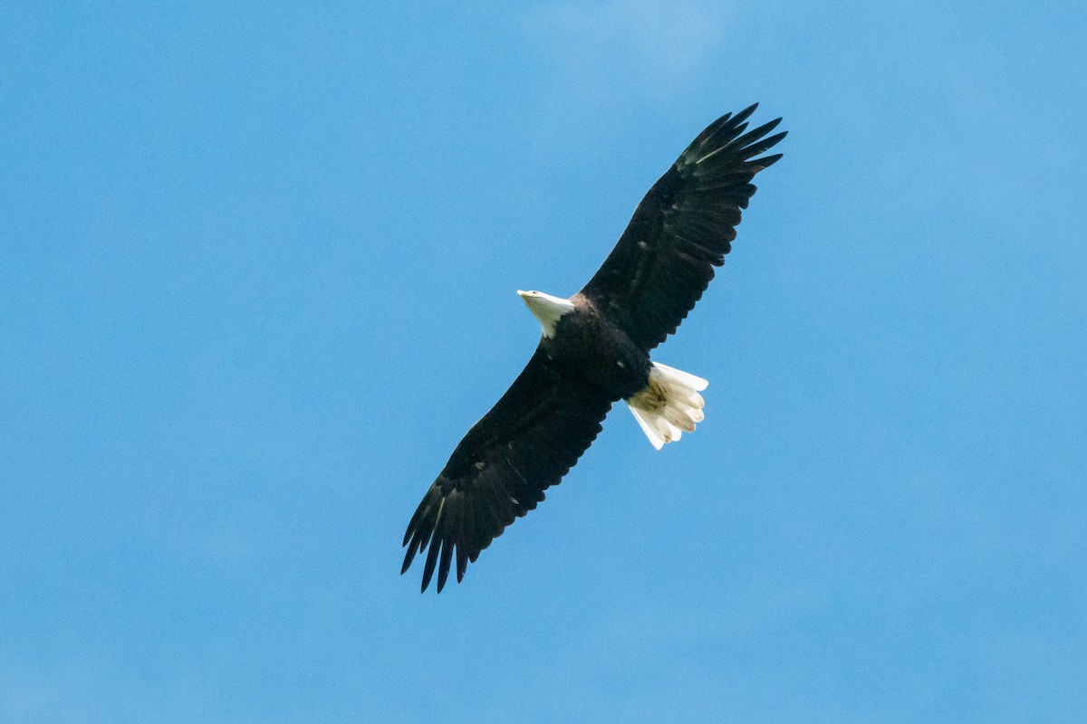 Bald Eagle - ML623260792