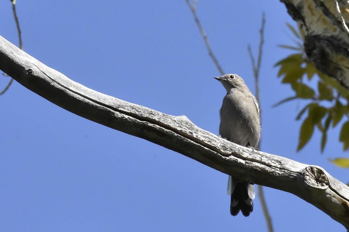 Townsend's Solitaire - ML623260836