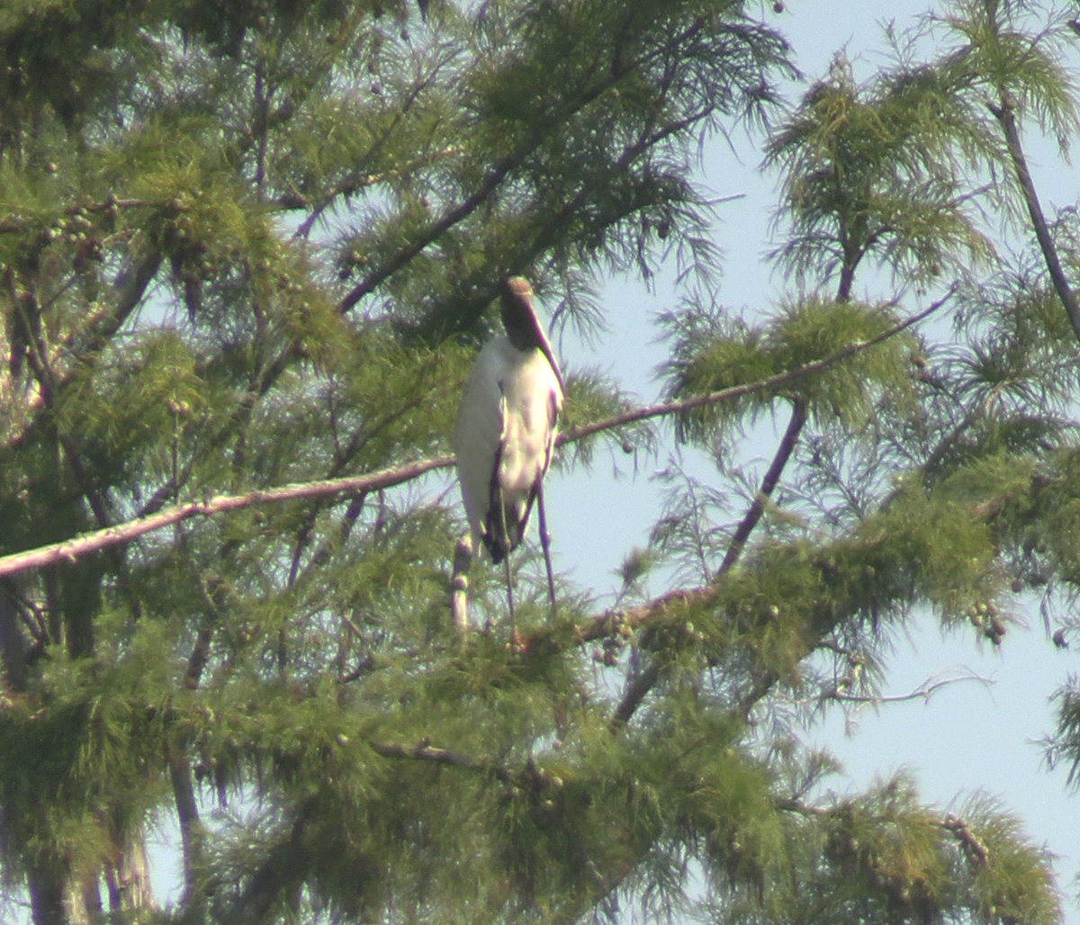 Wood Stork - ML623260857