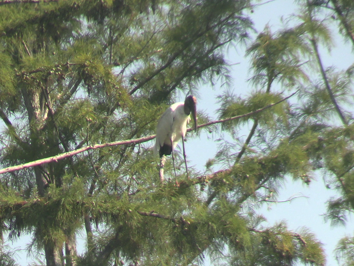 Wood Stork - ML623260858