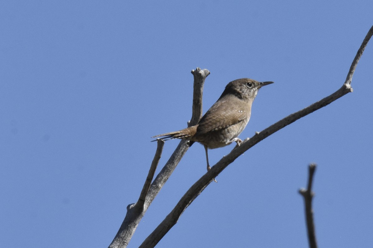 House Wren - ML623260859