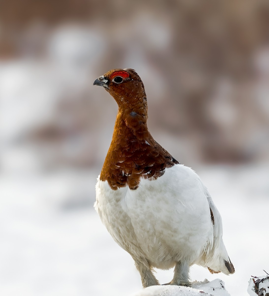 Willow Ptarmigan - ML623260874