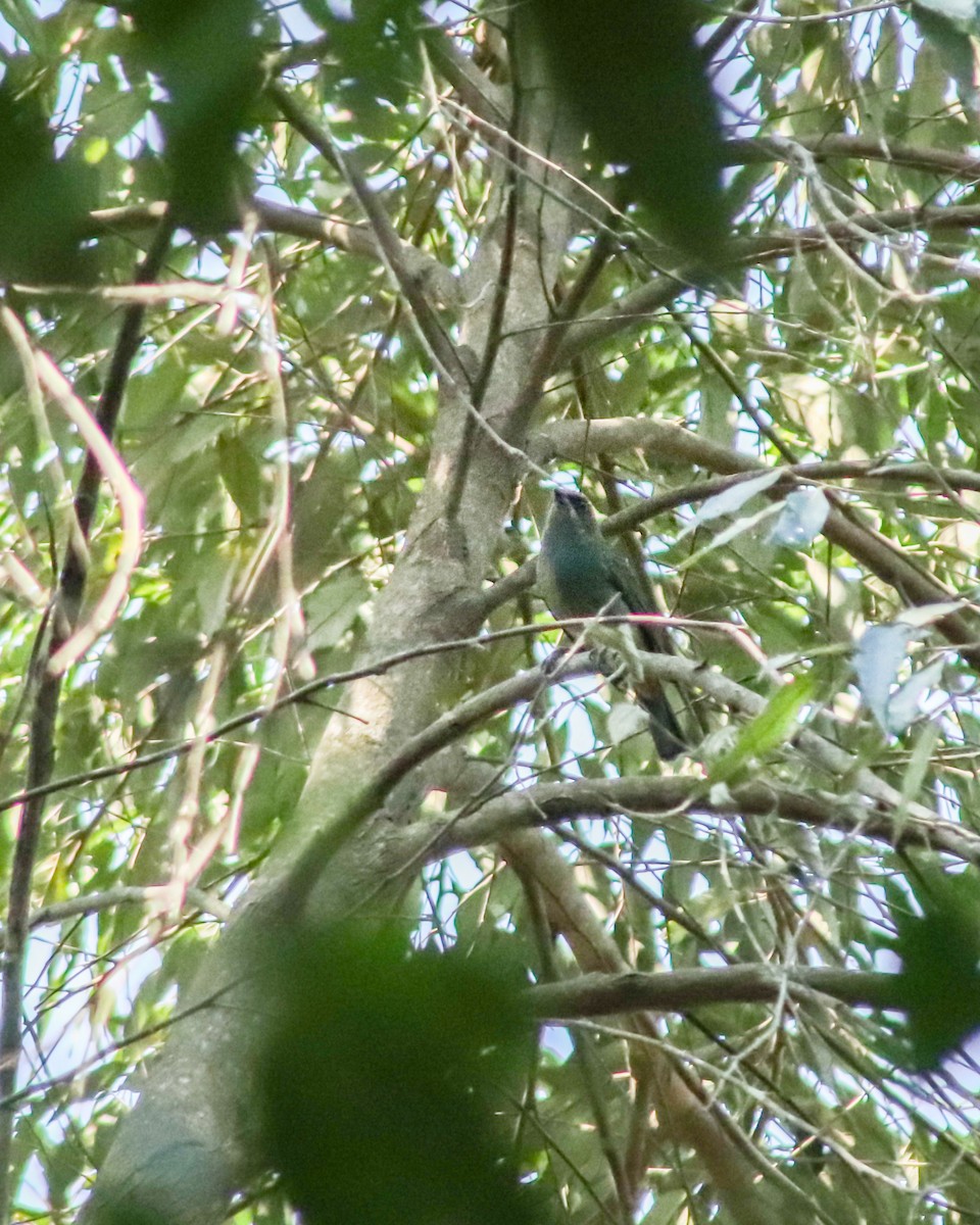 Chestnut-backed Tanager - ML623260879