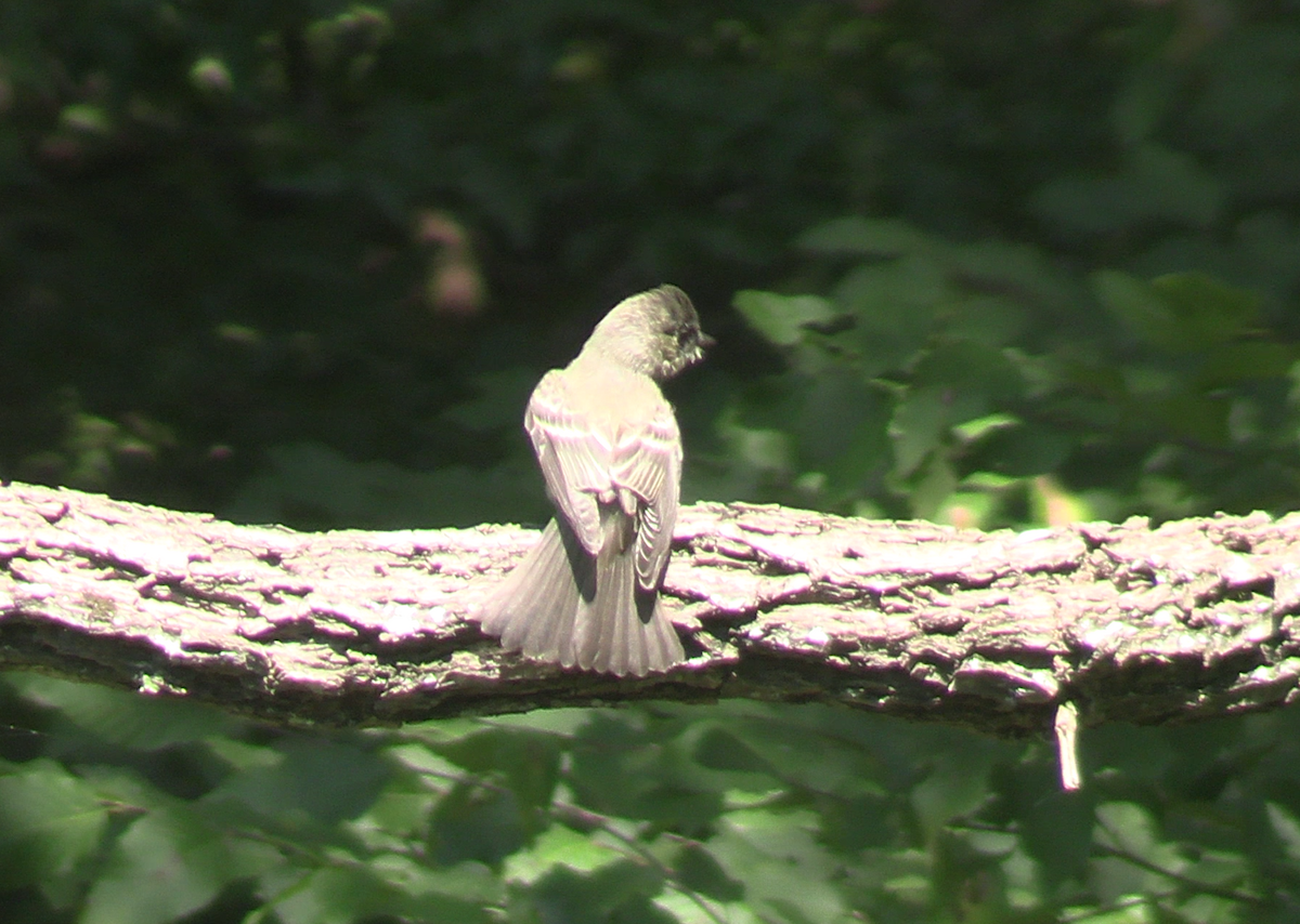 Eastern Wood-Pewee - ML623260897