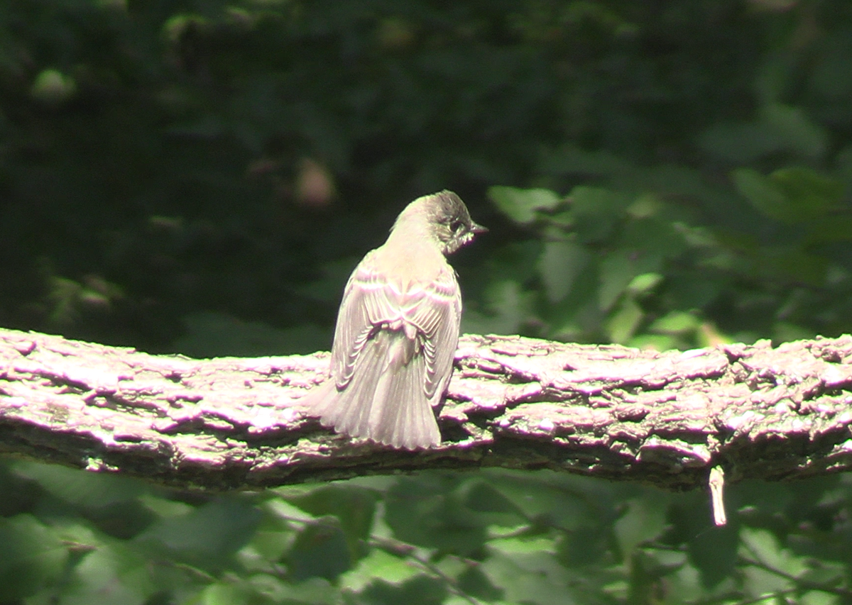 Eastern Wood-Pewee - ML623260899