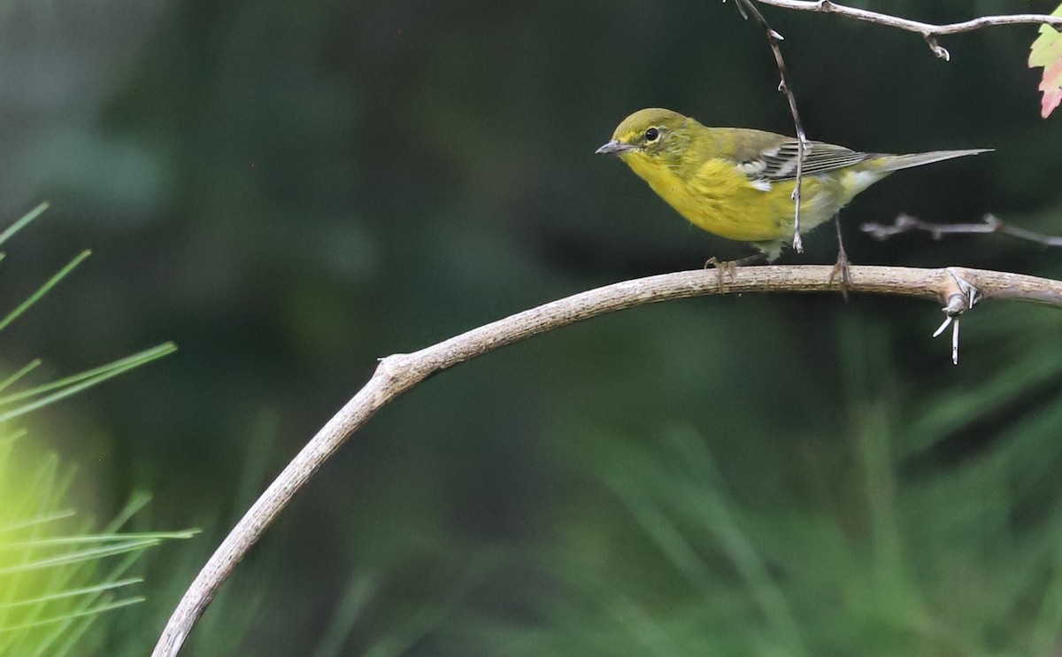 Pine Warbler - Rob Bielawski