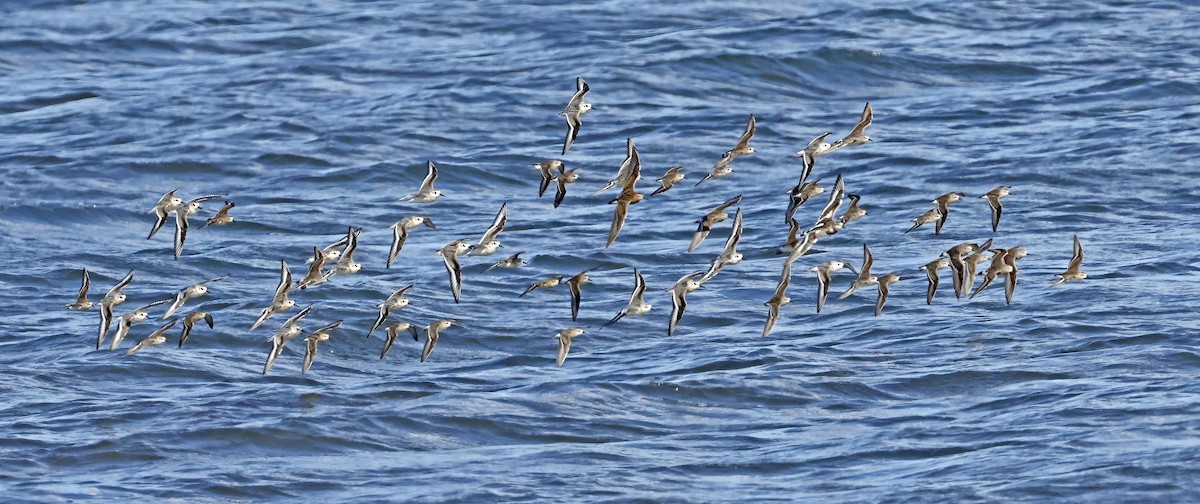 Calidris sp. - Johanne Charette