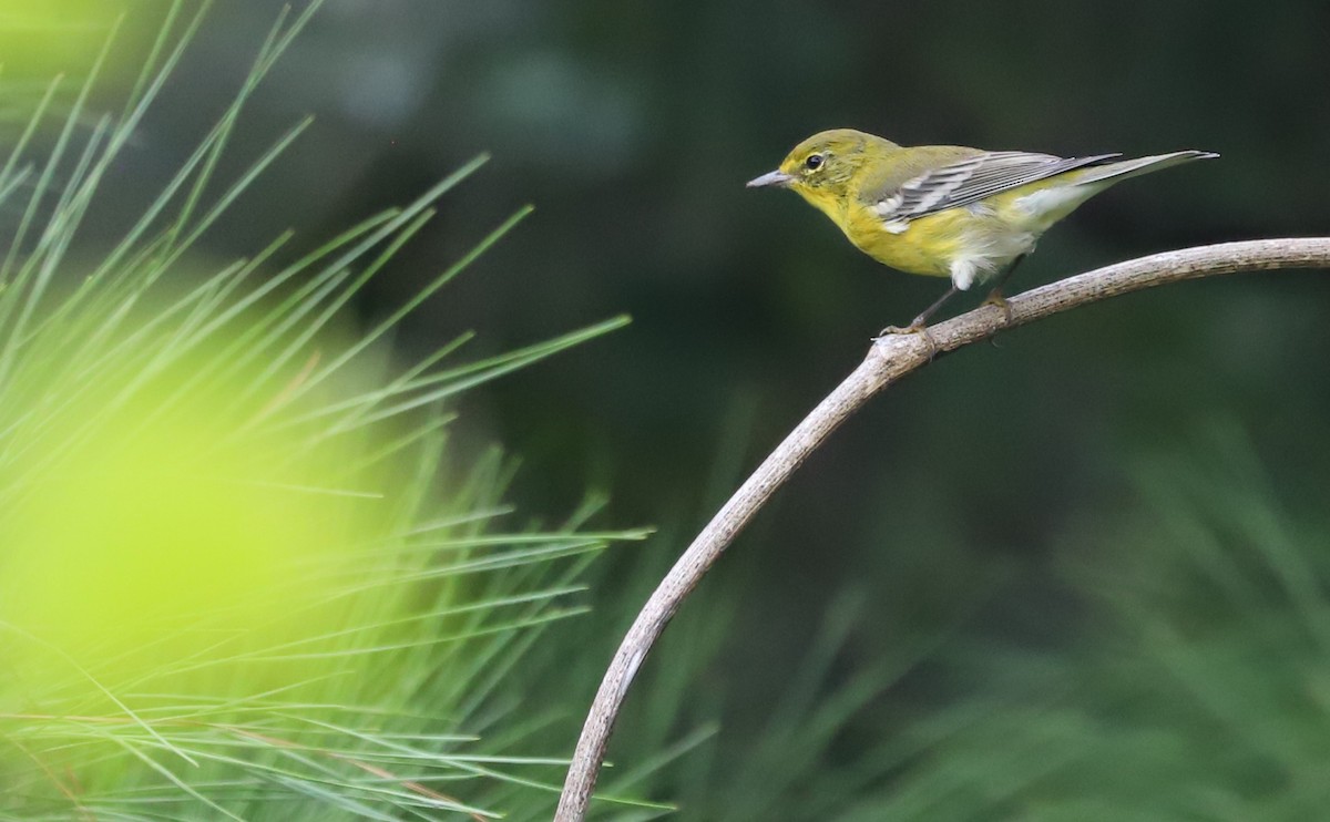 Pine Warbler - ML623260992