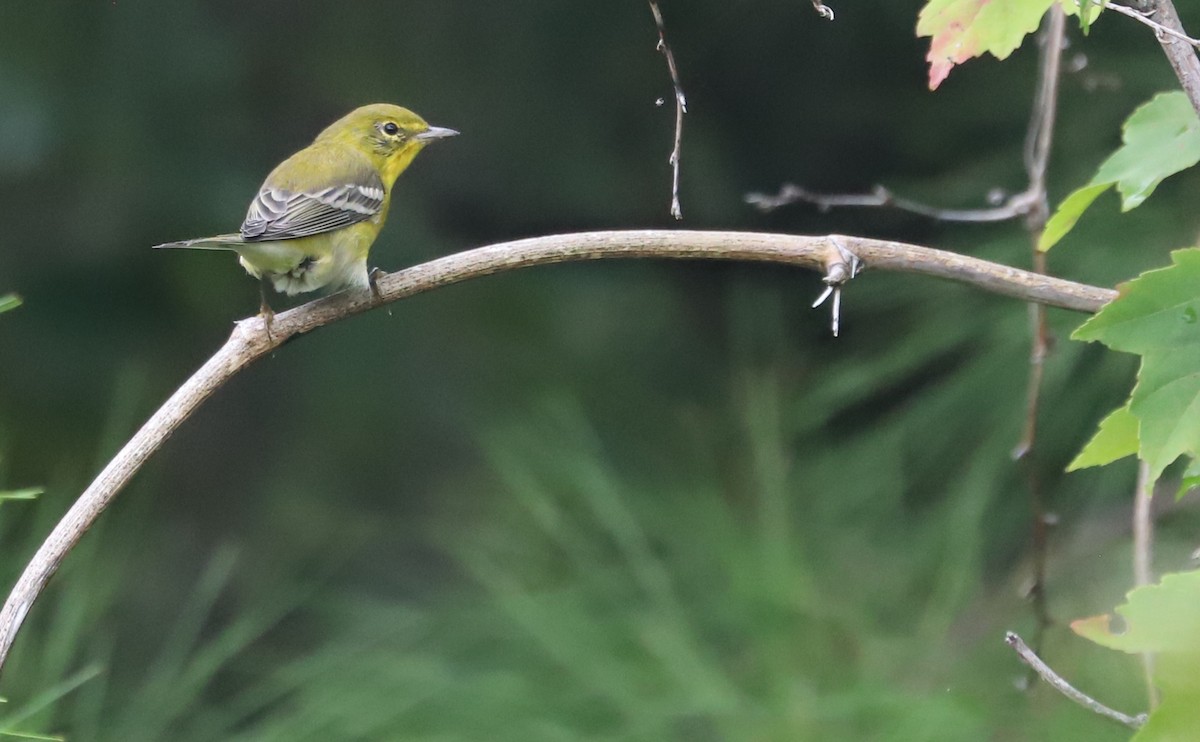 Pine Warbler - ML623261000