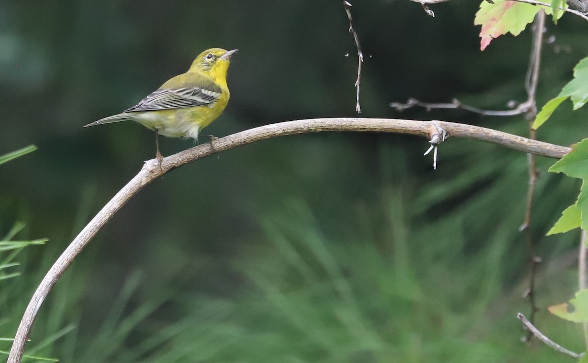 Pine Warbler - ML623261003